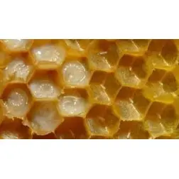 [3311332211154] Jalea de 33 gr